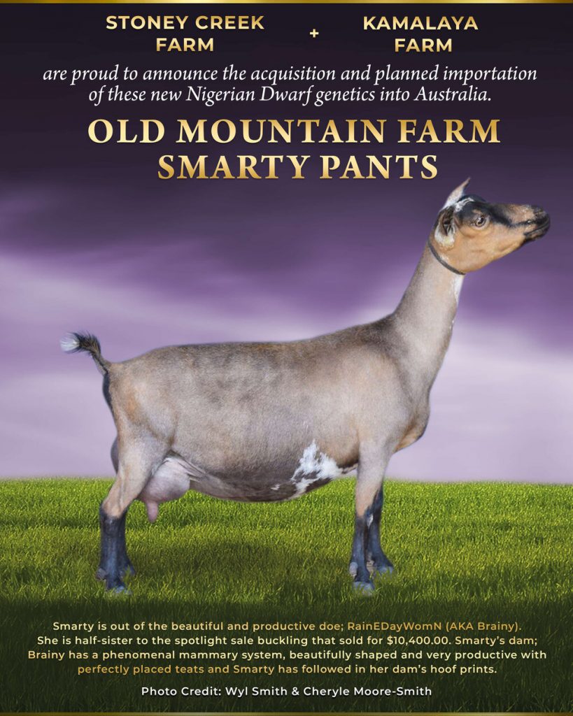 old-mountain-farm-smarty-pants